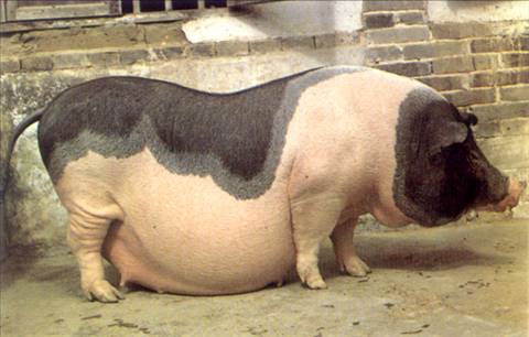 猪在动物界算胖子吗?2014年11月10日 22:28:00